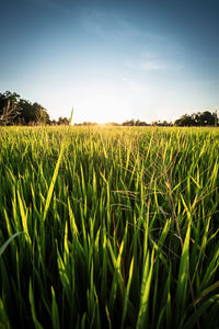 Scenic view of field against sky