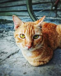 Close-up portrait of tabby cat