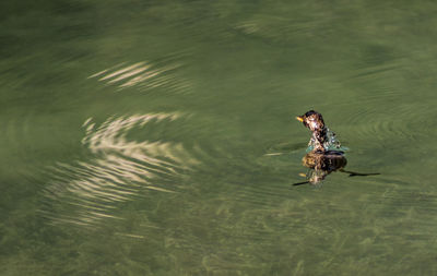 High angle view of duck swimming on lake