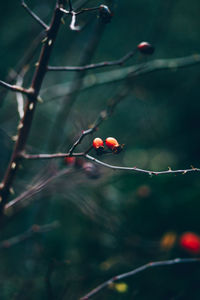 Close-up of red berries growing on tree