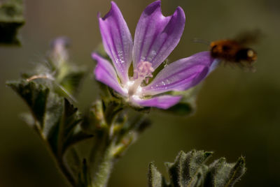 Close-up of purple flower blooming outdoors
