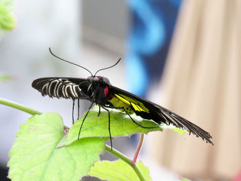 Close-up of butterfly on leaf