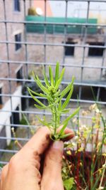 Close-up of hand holding plant