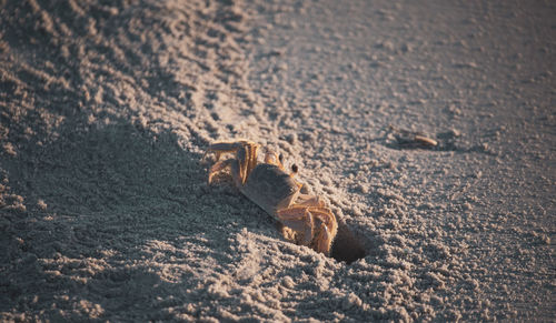 High angle view of crab on sand