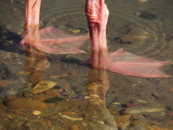 Close-up of horse in water