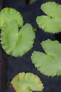 High angle view of leaves floating on water