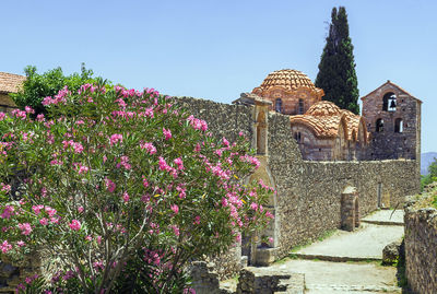 Pink flowering plants by building against clear sky