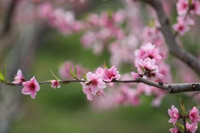 Close-up of pink flowers on branch