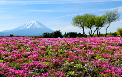 Scenic view of pink flowering plants by land against sky