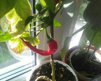 Close-up of plant growing in greenhouse