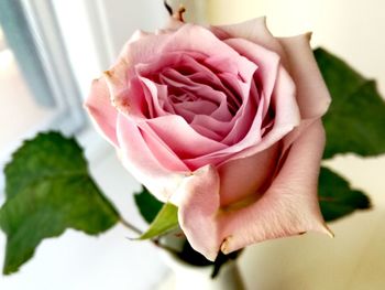 Close-up of pink rose