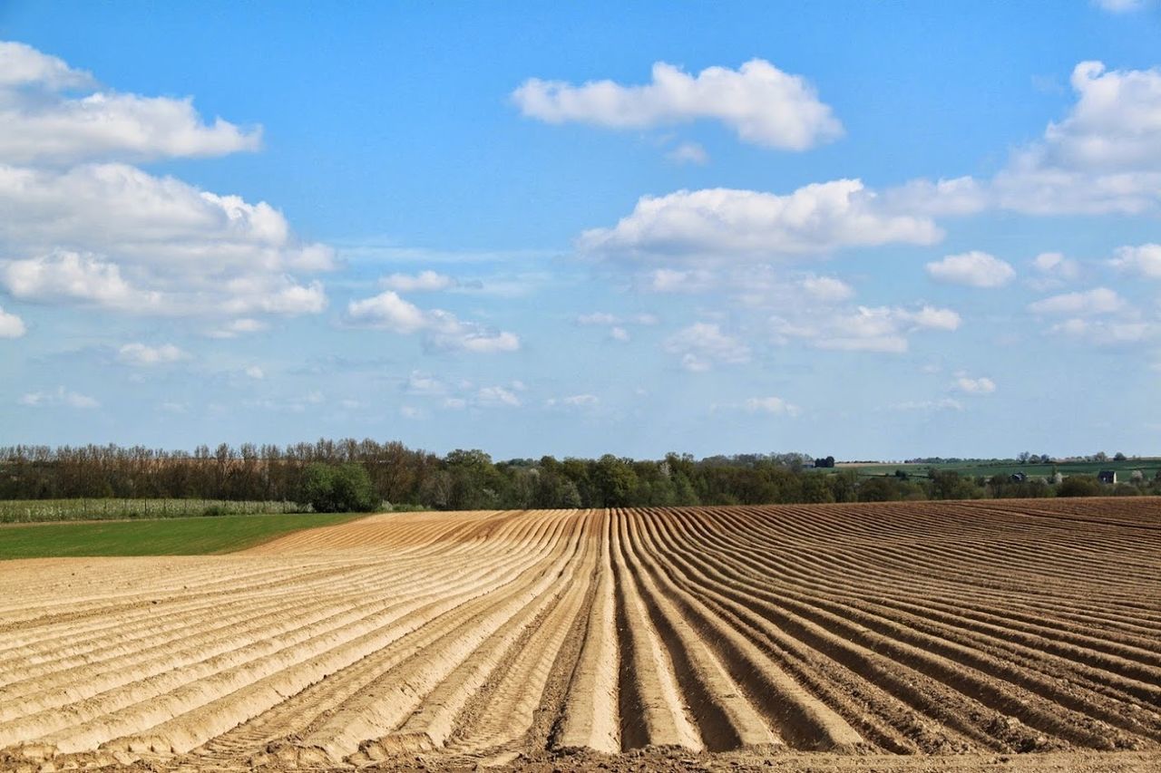 FIELD AGAINST SKY