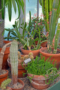 High angle view of potted plants growing in yard