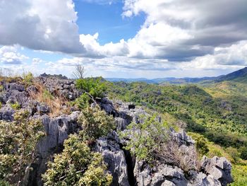 Plants growing on rock against sky