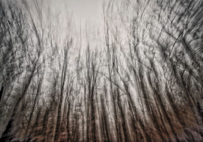 Full frame shot of bare trees