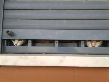 Close-up of cats looking through window