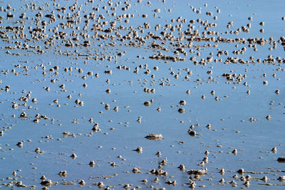 Flock of birds in the water