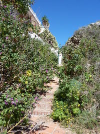 Low angle view of plants against sky