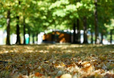 Fallen leaves on road in park