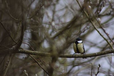 Bird perching on branch