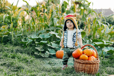 A little boy outdoors in a funny hat with ears stands next to a large basket of pumpkins. autumn