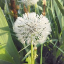 Close-up of white dandelion flower