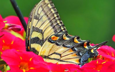 Close-up of butterfly on leaf