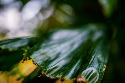 Close-up of fresh green leaves in water