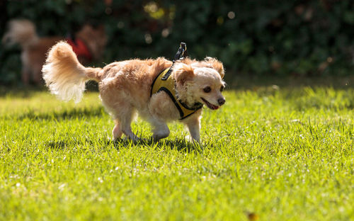 Dog on field