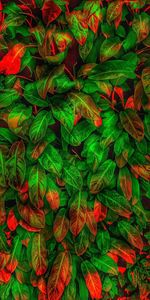 Full frame shot of leaves