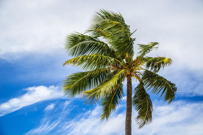 Low angle view of palm tree against sky