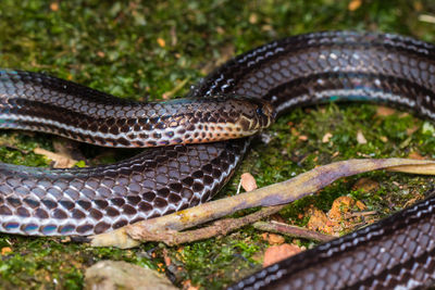 Close-up of snake