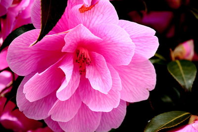 Close-up of pink flowering plant