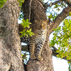 Low angle view of leopard on tree trunk