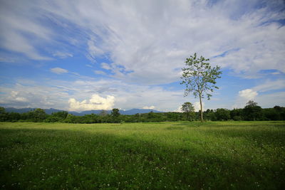 Scenic view of field against sky