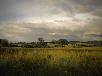 Scenic view of agricultural field against sky