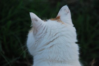 Close-up of a cat