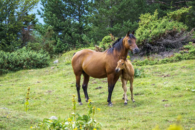 Horse with foal standing on land against trees