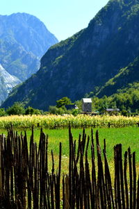 Scenic view of agricultural field against mountains