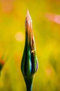 Close-up of flower buds