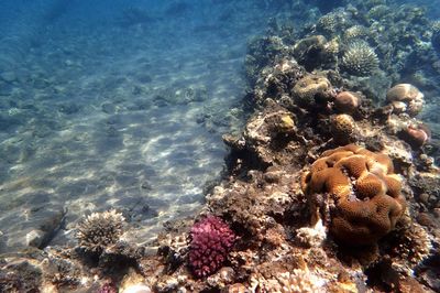 High angle view of coral in sea