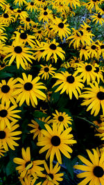 Full frame of yellow flowers