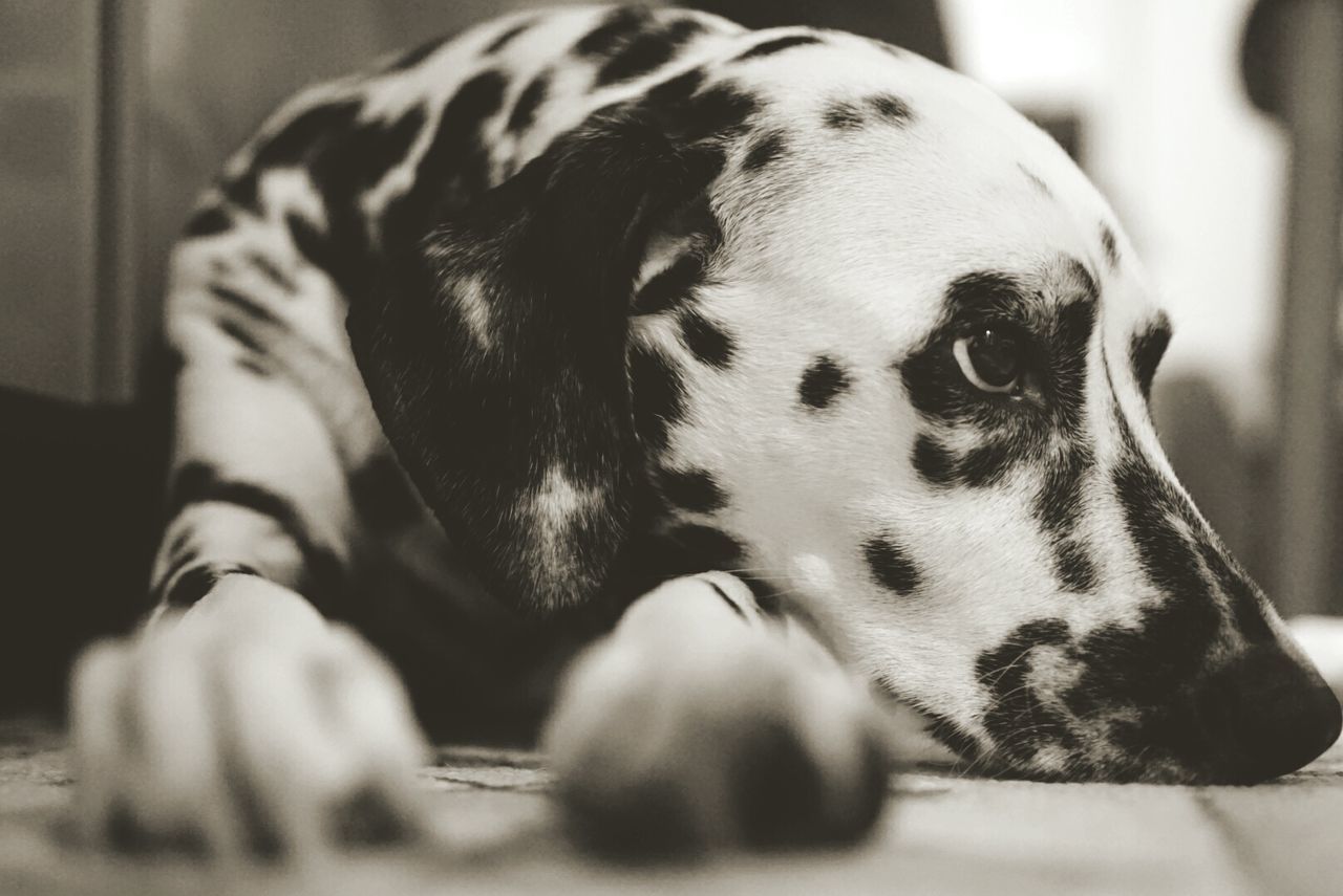 animal themes, one animal, dog, domestic animals, indoors, pets, mammal, close-up, focus on foreground, animal head, home interior, animal body part, relaxation, lying down, portrait, resting, no people, selective focus, looking at camera, day