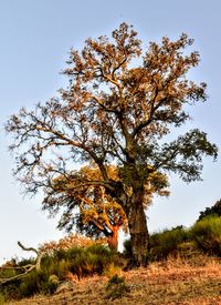 Tree on field against clear sky