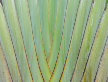 Full frame shot of palm leaves