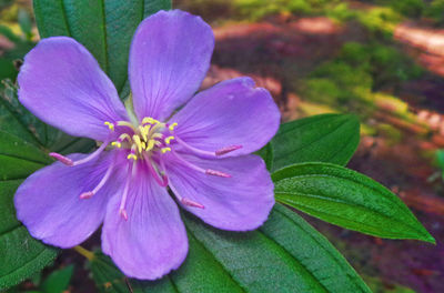 Close-up of purple flower blooming outdoors