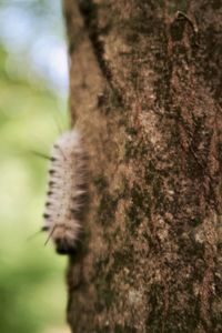 Close-up of lizard on tree trunk