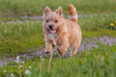 Dogs breed norwich terrier on the walk in the field