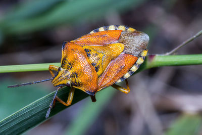 Close-up of insect on leaf