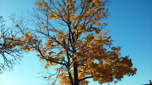 Low angle view of tree against clear blue sky